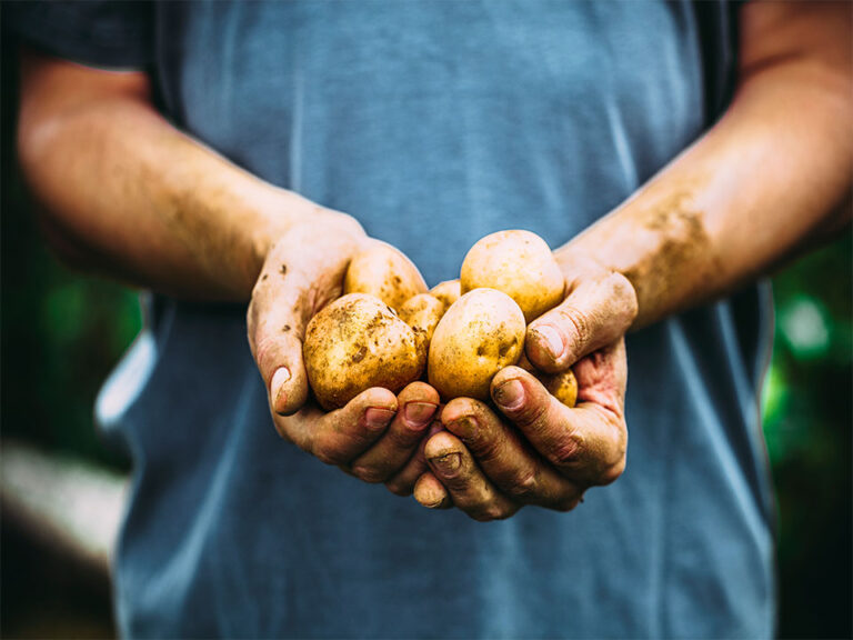 Valor nutricional de la patata Papa Fácil